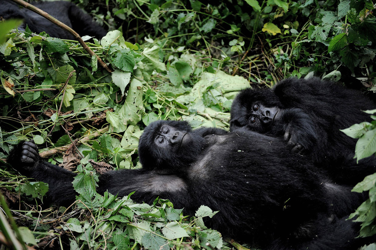 Эти горные гориллы вымирают