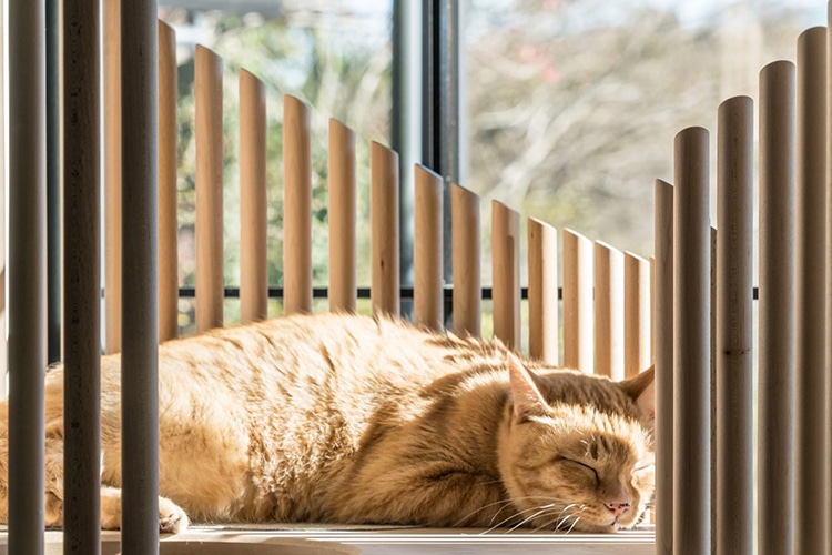 Домик для котов за полмиллиона рублей от японского дизайнера Домик для котов за полмиллиона рублей от японского дизайнера