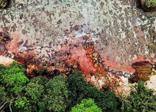 Розовые пятна покрыли остров Рождества в Индийском океане