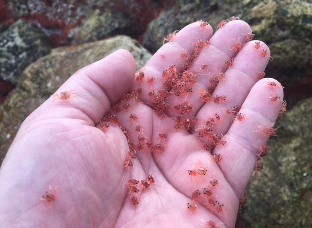 Розовые пятна покрыли остров Рождества в Индийском океане