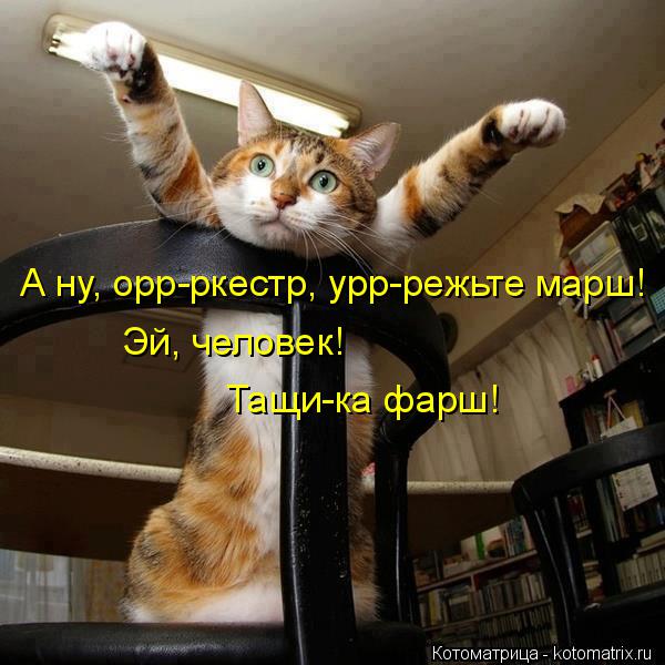 Лучшие котоматрицы недели