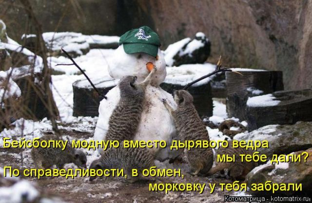 Лучшие котоматрицы недели