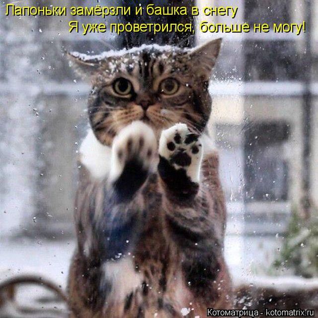 Лучшие котоматрицы недели