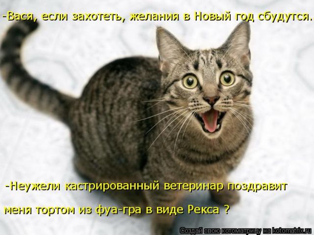 Лучшие котоматрицы недели