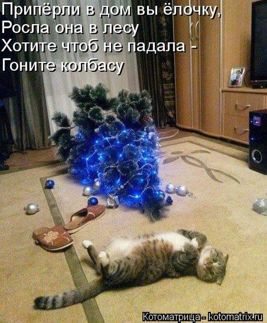 Лучшие котоматрицы недели
