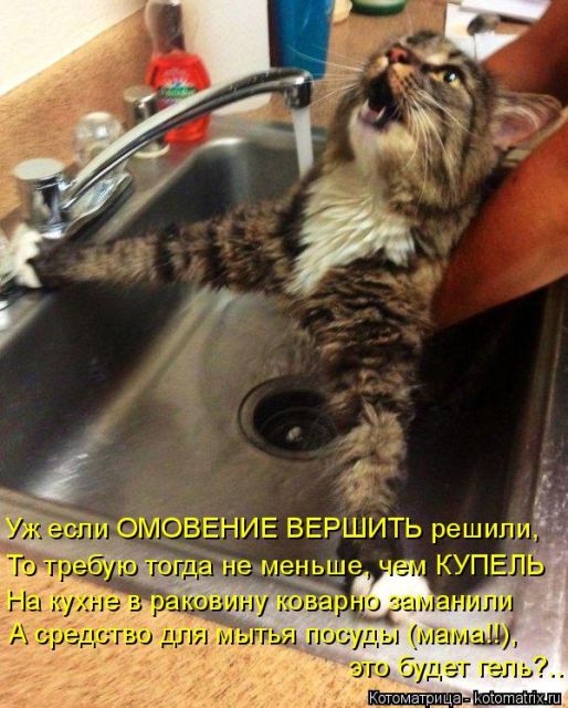 Лучшие котоматрицы недели