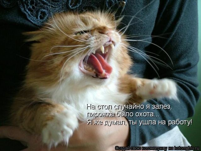 Лучшие котоматрицы недели