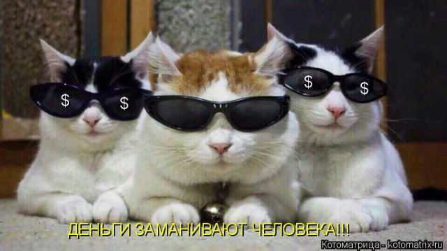 Лучшие котоматрицы недели