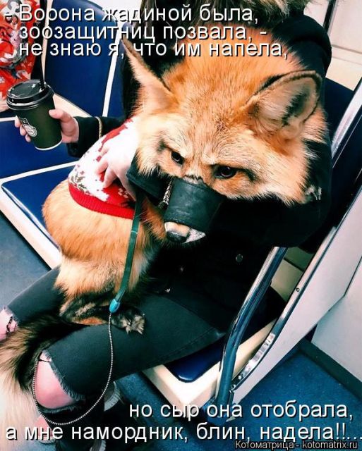 Лучшие котоматрицы недели