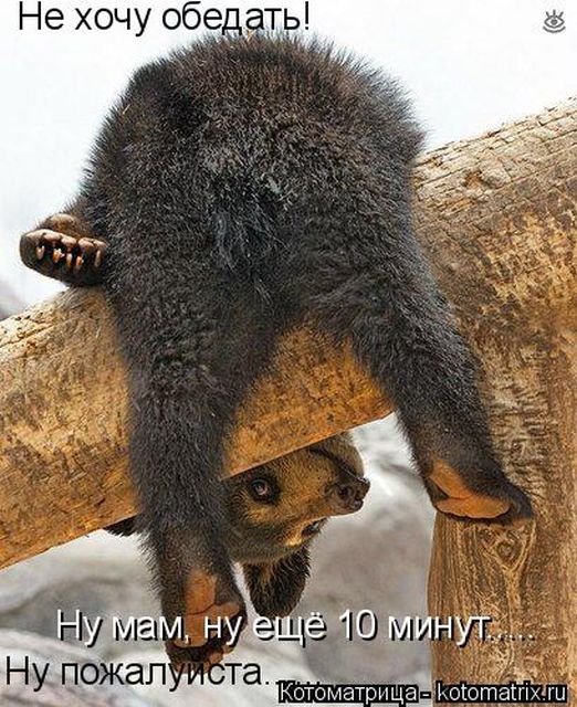 Лучшие котоматрицы недели