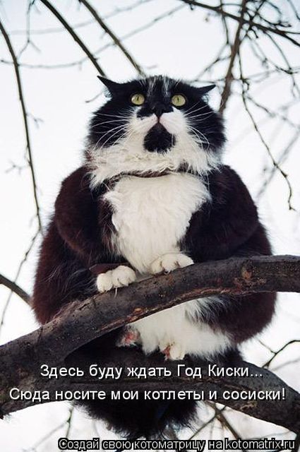 Лучшие котоматрицы недели