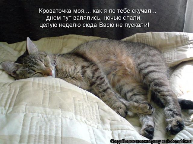 Лучшие котоматрицы недели