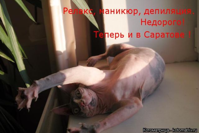 Лучшие котоматрицы недели