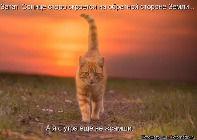 Лучшие котоматрицы недели