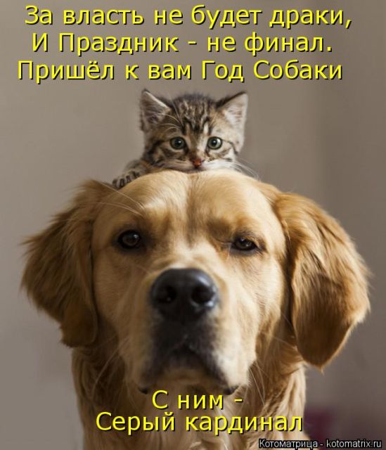 Лучшие котоматрицы недели