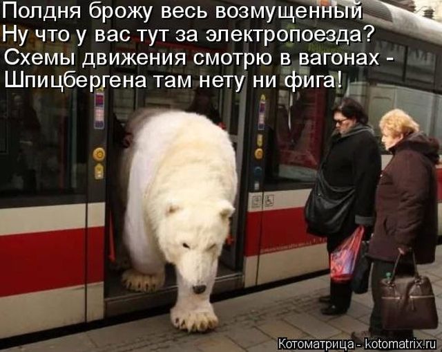 Лучшие котоматрицы недели