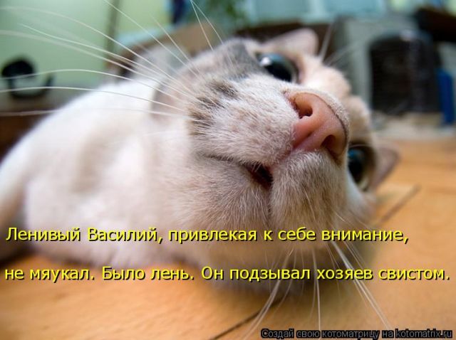 Лучшие котоматрицы недели