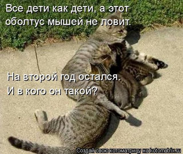 Лучшие котоматрицы недели