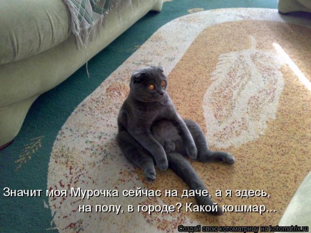 Лучшие котоматрицы недели
