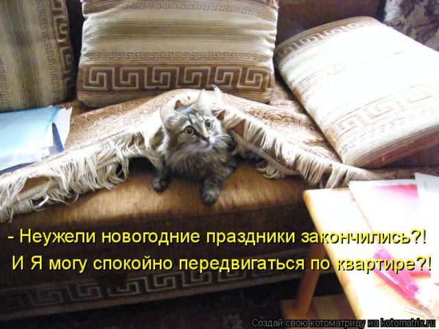 Лучшие котоматрицы недели