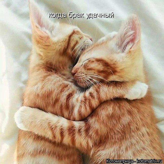 Лучшие котоматрицы недели