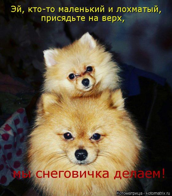 Лучшие котоматрицы недели