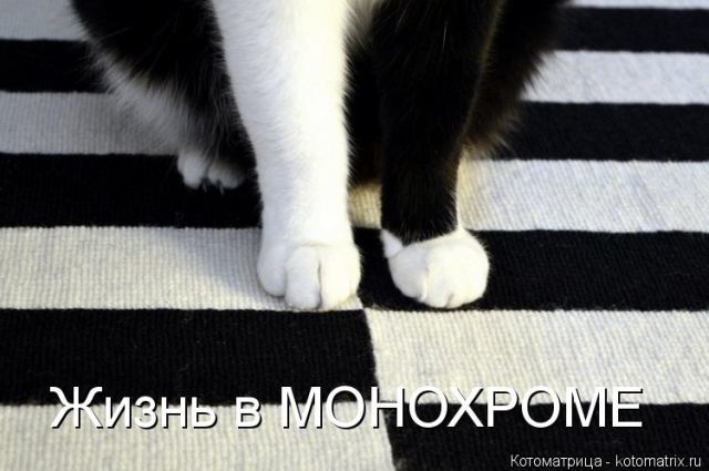 Лучшие котоматрицы недели