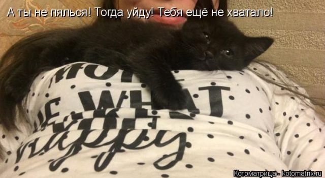 Лучшие котоматрицы недели