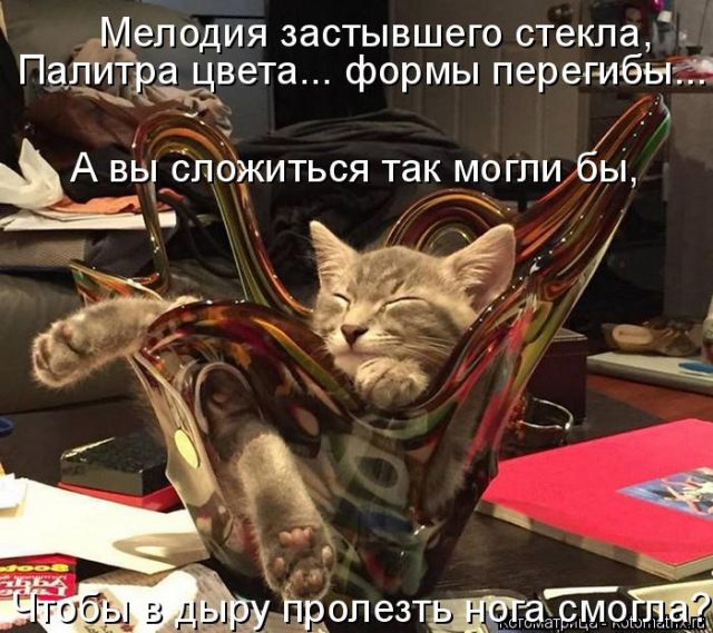 Лучшие котоматрицы недели