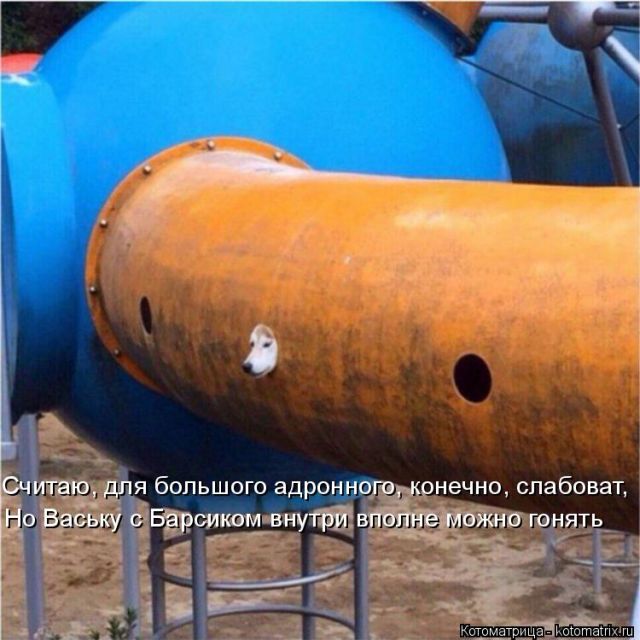 Лучшие котоматрицы недели