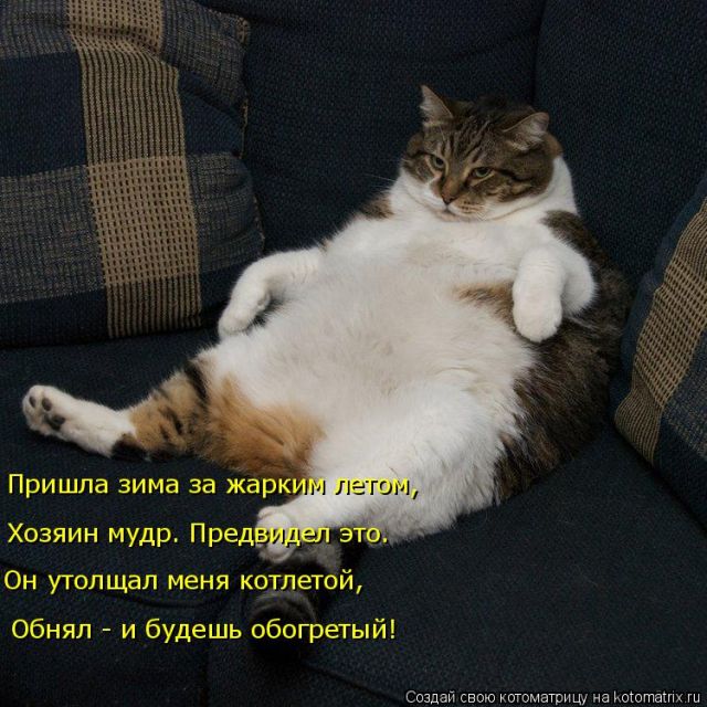 Лучшие котоматрицы недели