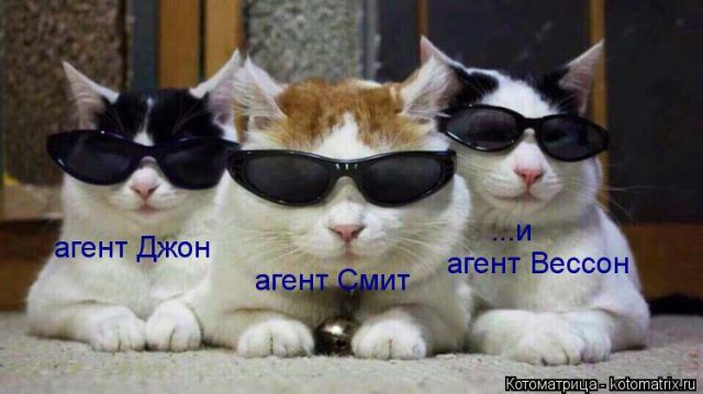 Лучшие котоматрицы недели