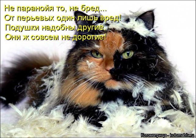 Лучшие котоматрицы недели