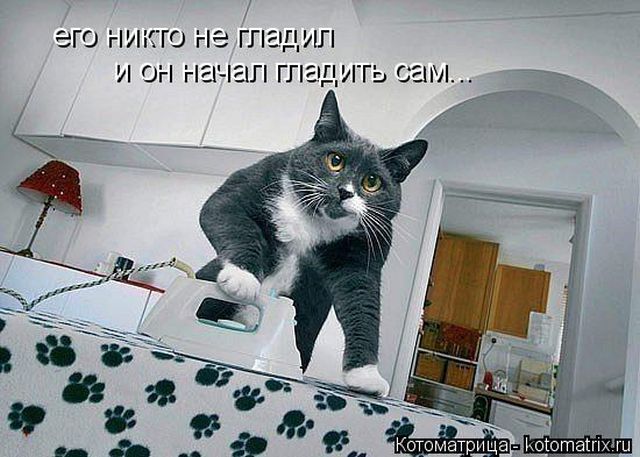 Лучшие котоматрицы недели