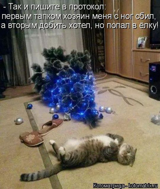 Лучшие котоматрицы недели