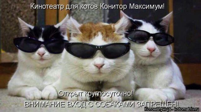 Лучшие котоматрицы недели