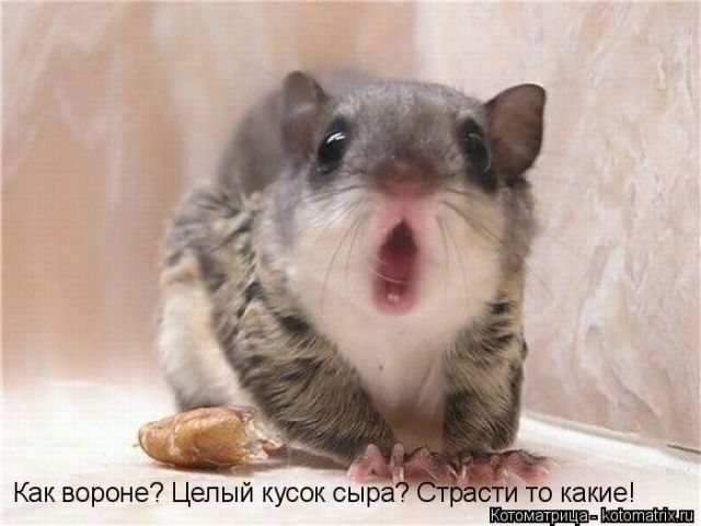 Лучшие котоматрицы недели