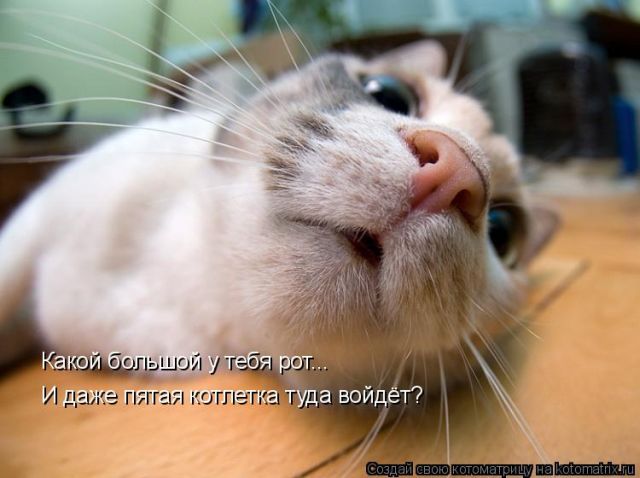 Лучшие котоматрицы недели