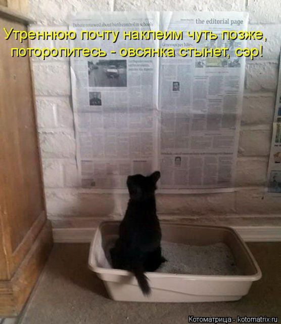 Лучшие котоматрицы недели