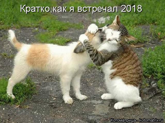 Лучшие котоматрицы недели
