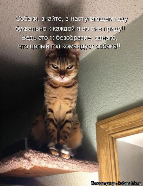 Лучшие котоматрицы недели