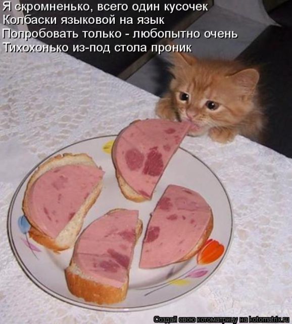 Лучшие котоматрицы недели