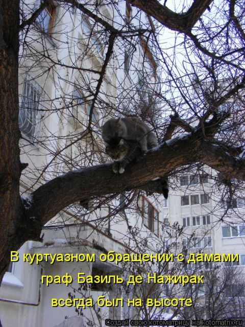 Лучшие котоматрицы недели