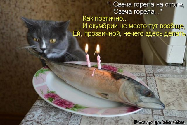 Лучшие котоматрицы недели