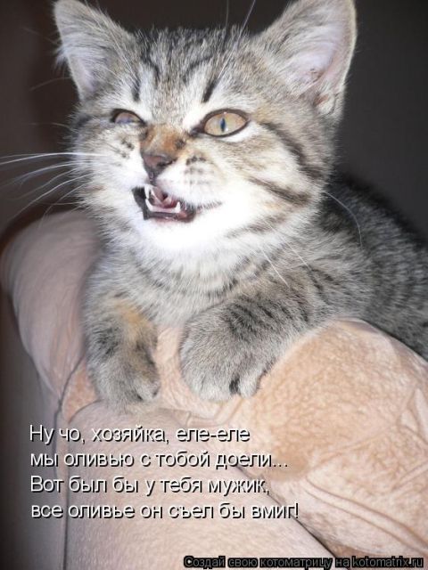 Лучшие котоматрицы недели