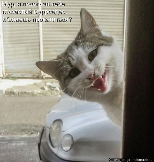 Лучшие котоматрицы недели