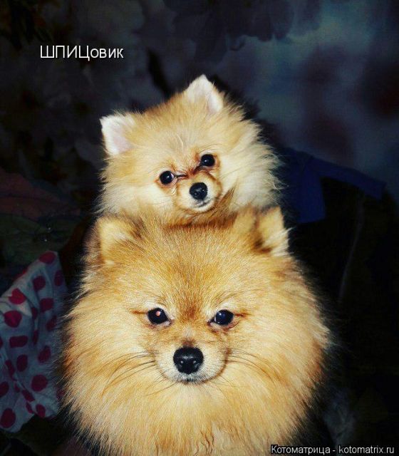 Лучшие котоматрицы недели