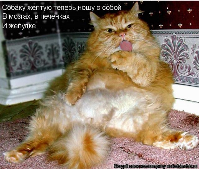 Лучшие котоматрицы недели