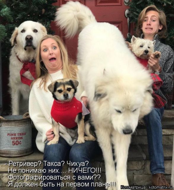 Лучшие котоматрицы недели