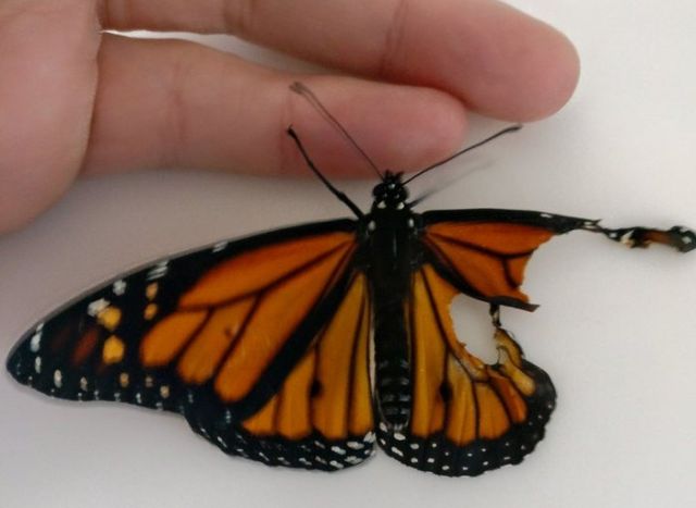 Спасение бабочки Монарха